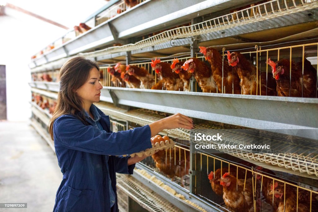 Happy hens in the farm yard